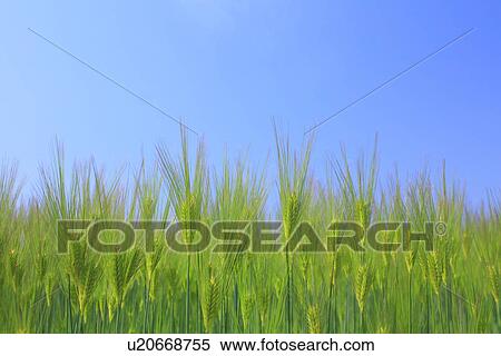 Stock Photography - Wheat field . Fotosearch