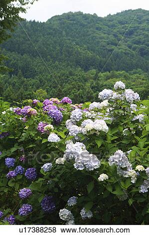 White and purple hydrangea View Large Photo Image Stock Photo - White and purple hydrangea. Fotosearch