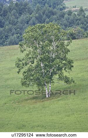 White birch trees in field View Large Photo Image Picture - White birch trees in field. Fotosearch