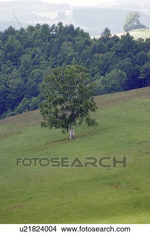 Picture - White birch trees in field. Fotosearch