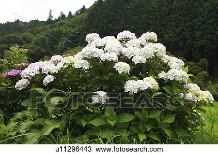 Stock Image - White hydrangea. Fotosearch