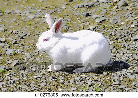 Stock Photography - White rabbit. Fotosearch