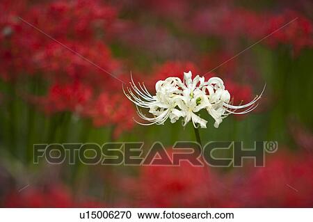 Stock Image - White spider lily. Fotosearch