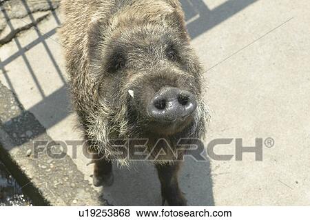 Wild boar looking up View Large Photo Image Stock Photo - Wild boar looking up. Fotosearch