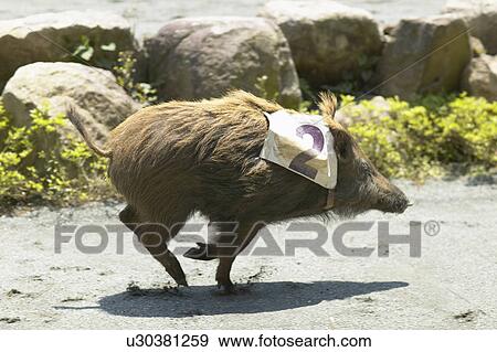 Stock Photo - Wild boar racing. Fotosearch