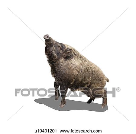Wild boar View Large Photo Image Stock Image - Wild boar. Fotosearch