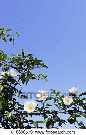Stock Image - Wild roses. Fotosearch