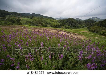 Wildflowers and harvested rice field View Large Photo Image Stock Image - Wildflowers and harvested rice field . Fotosearch