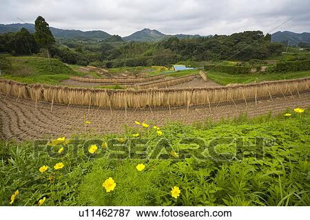 Wildflowers and harvested rice field View Large Photo Image Stock Photo - Wildflowers and harvested rice field . Fotosearch