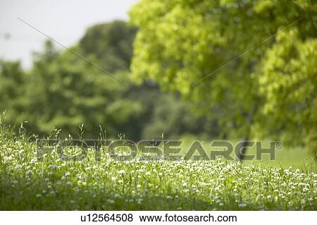 Stock Photo - Wildflowers at park. Fotosearch