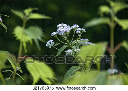 Stock Photography - Wildflowers. Fotosearch