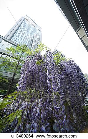 Picture - Wisteria and office building. Fotosearch
