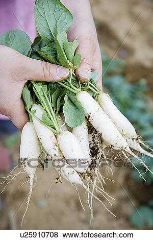 Stock Photo - Woman holding Daikon radishes, close up, differential focus. Fotosearch
