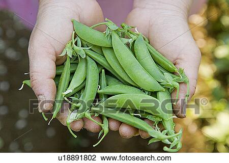 Woman holding snow peas, close up, differential focus View Large Photo Image Stock Image - Woman holding snow peas, close up, differential focus. Fotosearch