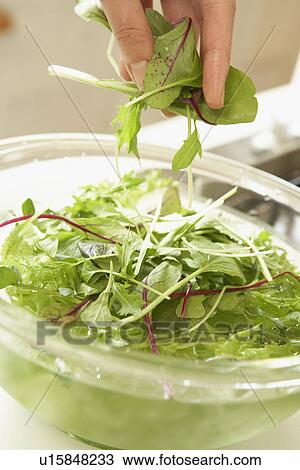 Woman making salad, close up View Large Photo Image Stock Image - Woman making salad, close up. Fotosearch