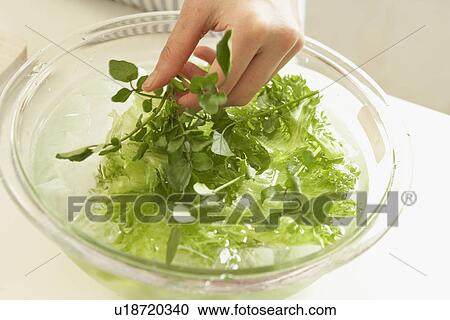 Stock Image - Woman making salad, close up. Fotosearch