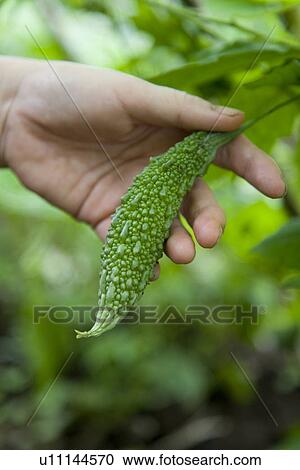 Woman picking bitter melon, close up, differential focus View Large Photo Image Stock Image - Woman picking bitter melon, close up, differential focus. Fotosearch