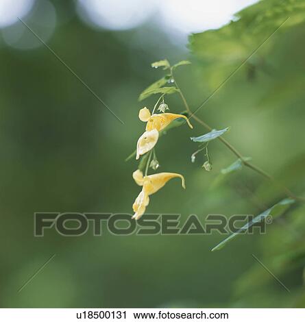 Yellow Balsam (Impatiens noli-tangere) View Large Photo Image Stock Image - Yellow Balsam (Impatiens noli-tangere). Fotosearch