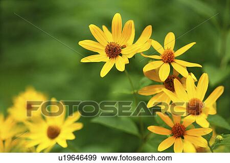 Stock Photo - Yellow flowers, close up, differential focus. Fotosearch