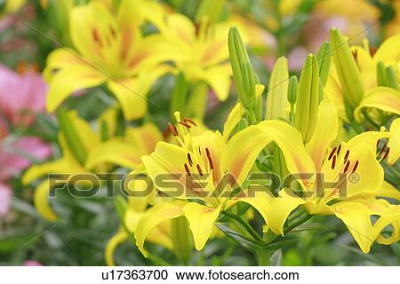Yellow lilies, close up View Large Photo Image Stock Image - Yellow lilies, close up. Fotosearch