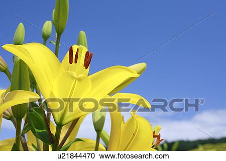 Yellow lilies, close up View Large Photo Image Stock Image - Yellow lilies, close up. Fotosearch