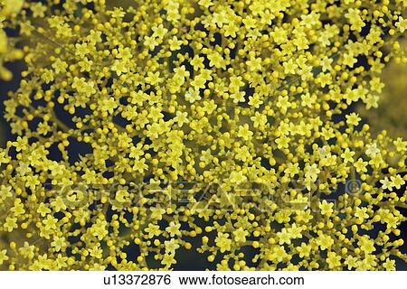 Yellow Patrinia flowers View Large Photo Image Stock Photograph - Yellow Patrinia flowers. Fotosearch