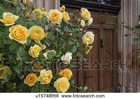 Stock Photograph - Yellow Rose Blooming at Front Door, Cordes Sur Ciel, Tarn, France. Fotosearch