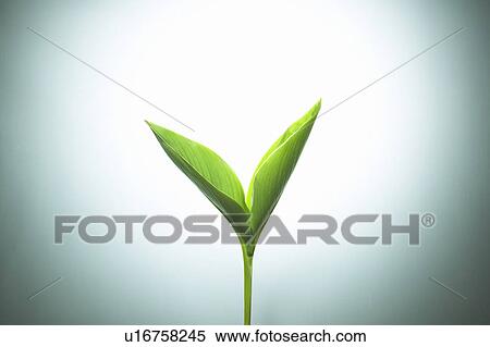 Stock Photography - Young Leaf. Fotosearch