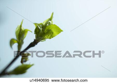 Young leaves View Large Photo Image Stock Photography - Young leaves. Fotosearch