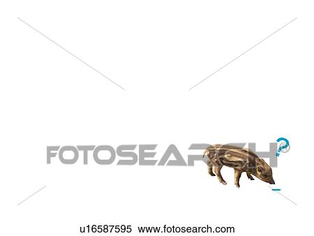 Stock Photography - Young wild boar looking at a hole. Fotosearch
