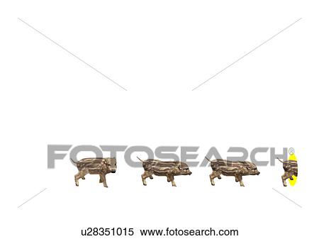 Stock Photography - Young wild boars going into a hole. Fotosearch