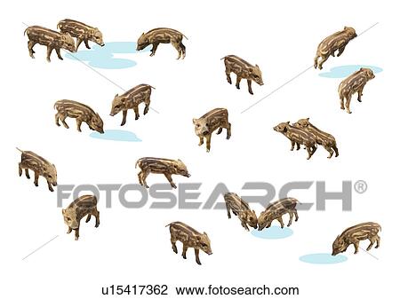 Young wild boars View Large Photo Image Stock Image - Young wild boars. Fotosearch