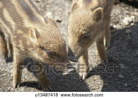 Stock Photo - Young wild boars. Fotosearch