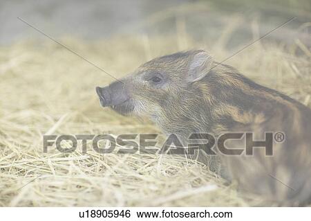 Stock Photograph - Young wild boars. Fotosearch