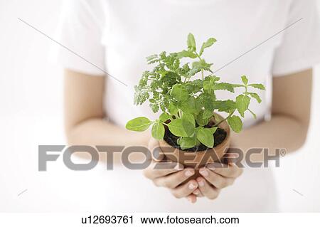Young Woman Holding Herb Pot View Large Photo Image Stock Image - Young Woman Holding Herb Pot. Fotosearch