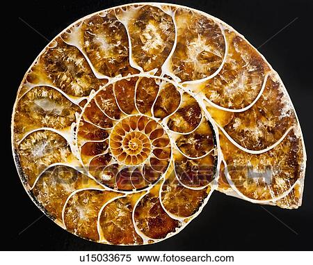 Stock Photography - A nautilus shell. Fotosearch