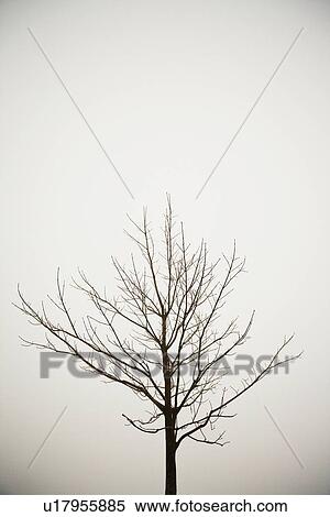 Bare tree in winter View Large Photo Image Stock Photography - Bare tree in winter. Fotosearch