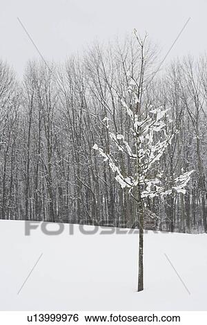 Bare trees in winter View Large Photo Image Stock Photograph - Bare trees in winter. Fotosearch