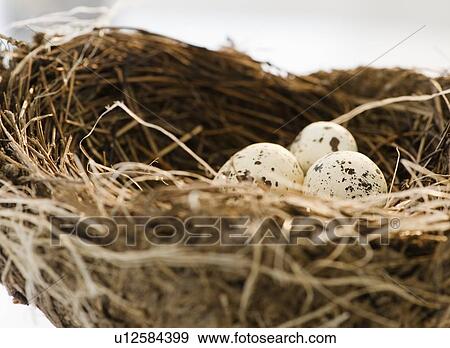 Bird's eggs in a nest View Large Photo Image Stock Photo - Bird's eggs in a nest. Fotosearch