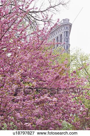 Cherry blossoms in front of a flat iron building View Large Photo Image Stock Photo - Cherry blossoms in front of a flat iron building. Fotosearch