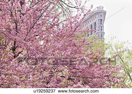 Stock Photo - Cherry blossoms in front of a flat iron building. Fotosearch