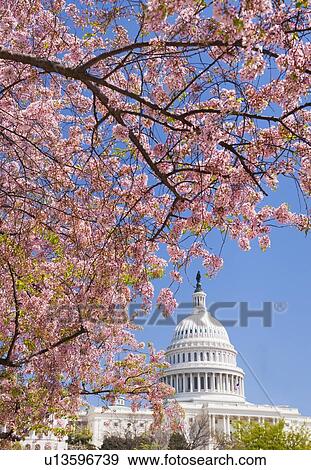 Cherry blossoms in front of Capitol building in Washington D. C. View Large Photo Image Stock Photo - Cherry blossoms in front of Capitol building in Washington D. C.. Fotosearch