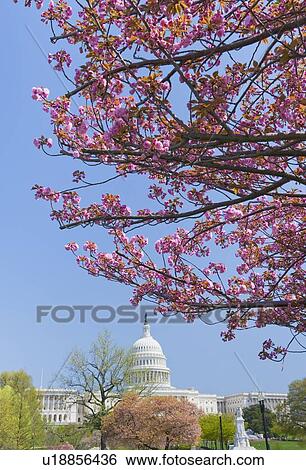 Stock Photograph - Cherry blossoms in front of Capitol building in Washington D. C.. Fotosearch