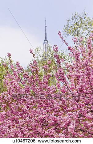 Stock Photograph - Cherry blossoms in front of the Empire State Building. Fotosearch