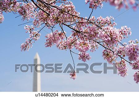 Cherry blossoms in front of Washington Monument View Large Photo Image Picture - Cherry blossoms in front of Washington Monument. Fotosearch