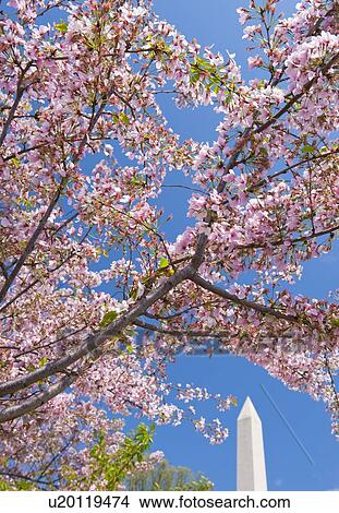 Picture - Cherry blossoms in front of Washington Monument. Fotosearch