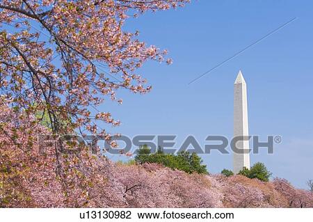 Stock Image - Cherry blossoms in front of Washington Monument. Fotosearch