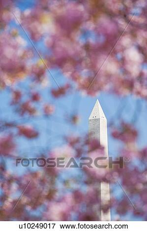 Stock Photo - Cherry blossoms in front of Washington Monument. Fotosearch