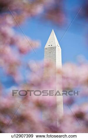Stock Photo - Cherry blossoms in front of Washington Monument. Fotosearch