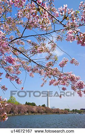 Stock Photo - Cherry blossoms in front of Washington monument. Fotosearch